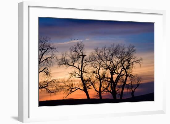 Cottonwood Trees are Silhouetted Against an Orange and Blue Sunset Near Lincoln, Nebraska-Sergio Ballivian-Framed Photographic Print