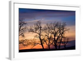 Cottonwood Trees are Silhouetted Against an Orange and Blue Sunset Near Lincoln, Nebraska-Sergio Ballivian-Framed Photographic Print