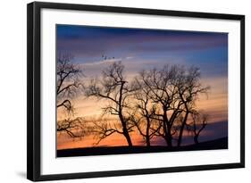 Cottonwood Trees are Silhouetted Against an Orange and Blue Sunset Near Lincoln, Nebraska-Sergio Ballivian-Framed Photographic Print