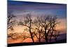 Cottonwood Trees are Silhouetted Against an Orange and Blue Sunset Near Lincoln, Nebraska-Sergio Ballivian-Mounted Photographic Print