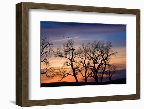 Cottonwood Trees are Silhouetted Against an Orange and Blue Sunset Near Lincoln, Nebraska-Sergio Ballivian-Framed Photographic Print