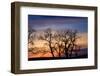 Cottonwood Trees are Silhouetted Against an Orange and Blue Sunset Near Lincoln, Nebraska-Sergio Ballivian-Framed Photographic Print