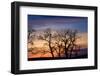 Cottonwood Trees are Silhouetted Against an Orange and Blue Sunset Near Lincoln, Nebraska-Sergio Ballivian-Framed Photographic Print