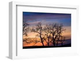 Cottonwood Trees are Silhouetted Against an Orange and Blue Sunset Near Lincoln, Nebraska-Sergio Ballivian-Framed Photographic Print