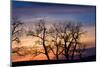 Cottonwood Trees are Silhouetted Against an Orange and Blue Sunset Near Lincoln, Nebraska-Sergio Ballivian-Mounted Photographic Print