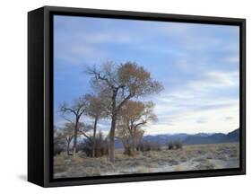 Cottonwood Trees in Arid Landscape, Grapevine Mountains, Nevada, USA-Scott T. Smith-Framed Stretched Canvas