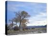 Cottonwood Trees in Arid Landscape, Grapevine Mountains, Nevada, USA-Scott T. Smith-Stretched Canvas