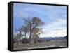 Cottonwood Trees in Arid Landscape, Grapevine Mountains, Nevada, USA-Scott T. Smith-Framed Stretched Canvas