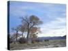 Cottonwood Trees in Arid Landscape, Grapevine Mountains, Nevada, USA-Scott T. Smith-Stretched Canvas