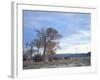 Cottonwood Trees in Arid Landscape, Grapevine Mountains, Nevada, USA-Scott T. Smith-Framed Photographic Print