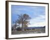 Cottonwood Trees in Arid Landscape, Grapevine Mountains, Nevada, USA-Scott T. Smith-Framed Photographic Print