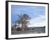 Cottonwood Trees in Arid Landscape, Grapevine Mountains, Nevada, USA-Scott T. Smith-Framed Photographic Print