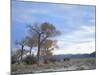 Cottonwood Trees in Arid Landscape, Grapevine Mountains, Nevada, USA-Scott T. Smith-Mounted Photographic Print