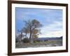 Cottonwood Trees in Arid Landscape, Grapevine Mountains, Nevada, USA-Scott T. Smith-Framed Photographic Print