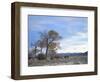 Cottonwood Trees in Arid Landscape, Grapevine Mountains, Nevada, USA-Scott T. Smith-Framed Photographic Print