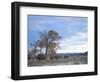 Cottonwood Trees in Arid Landscape, Grapevine Mountains, Nevada, USA-Scott T. Smith-Framed Photographic Print