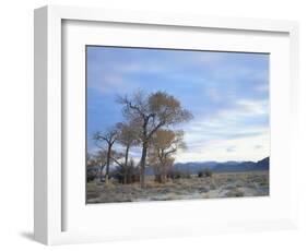 Cottonwood Trees in Arid Landscape, Grapevine Mountains, Nevada, USA-Scott T. Smith-Framed Photographic Print