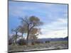 Cottonwood Trees in Arid Landscape, Grapevine Mountains, Nevada, USA-Scott T. Smith-Mounted Photographic Print