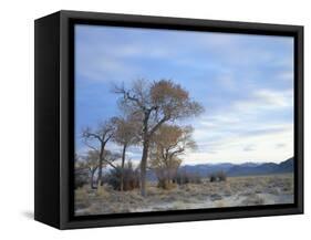 Cottonwood Trees in Arid Landscape, Grapevine Mountains, Nevada, USA-Scott T. Smith-Framed Stretched Canvas