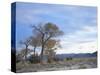 Cottonwood Trees in Arid Landscape, Grapevine Mountains, Nevada, USA-Scott T. Smith-Stretched Canvas
