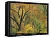 Cottonwood Trees in Autumn in the Zion National Park in Utah, USA-Tomlinson Ruth-Framed Stretched Canvas