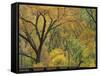 Cottonwood Trees in Autumn in the Zion National Park in Utah, USA-Tomlinson Ruth-Framed Stretched Canvas