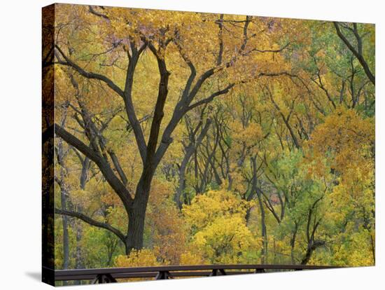 Cottonwood Trees in Autumn in the Zion National Park in Utah, USA-Tomlinson Ruth-Stretched Canvas