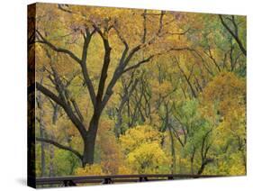 Cottonwood Trees in Autumn in the Zion National Park in Utah, USA-Tomlinson Ruth-Stretched Canvas