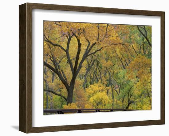 Cottonwood Trees in Autumn in the Zion National Park in Utah, USA-Tomlinson Ruth-Framed Photographic Print