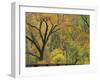 Cottonwood Trees in Autumn in the Zion National Park in Utah, USA-Tomlinson Ruth-Framed Photographic Print