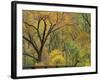 Cottonwood Trees in Autumn in the Zion National Park in Utah, USA-Tomlinson Ruth-Framed Photographic Print