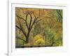 Cottonwood Trees in Autumn in the Zion National Park in Utah, USA-Tomlinson Ruth-Framed Photographic Print