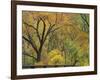 Cottonwood Trees in Autumn in the Zion National Park in Utah, USA-Tomlinson Ruth-Framed Photographic Print