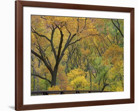 Cottonwood Trees in Autumn in the Zion National Park in Utah, USA-Tomlinson Ruth-Framed Photographic Print