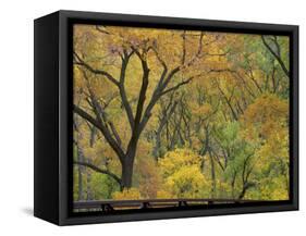 Cottonwood Trees in Autumn in the Zion National Park in Utah, USA-Tomlinson Ruth-Framed Stretched Canvas