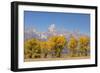 Cottonwood trees in fall and Teton Range, Grand Teton National Park, Wyoming-Adam Jones-Framed Photographic Print