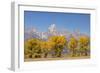 Cottonwood trees in fall and Teton Range, Grand Teton National Park, Wyoming-Adam Jones-Framed Photographic Print