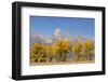 Cottonwood trees in fall and Teton Range, Grand Teton National Park, Wyoming-Adam Jones-Framed Photographic Print