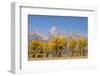 Cottonwood trees in fall and Teton Range, Grand Teton National Park, Wyoming-Adam Jones-Framed Photographic Print