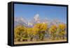 Cottonwood trees in fall and Teton Range, Grand Teton National Park, Wyoming-Adam Jones-Framed Stretched Canvas