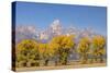 Cottonwood trees in fall and Teton Range, Grand Teton National Park, Wyoming-Adam Jones-Stretched Canvas