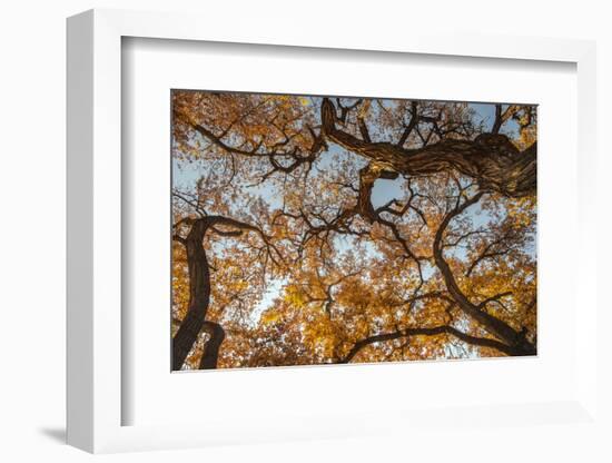 Cottonwood trees in fall foliage, Rio Grande Nature Park, Albuquerque, New Mexico-Maresa Pryor-Framed Photographic Print