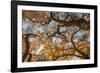 Cottonwood trees in fall foliage, Rio Grande Nature Park, Albuquerque, New Mexico-Maresa Pryor-Framed Photographic Print