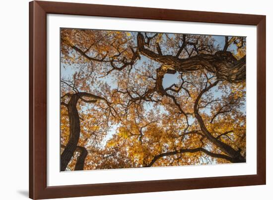 Cottonwood trees in fall foliage, Rio Grande Nature Park, Albuquerque, New Mexico-Maresa Pryor-Framed Photographic Print