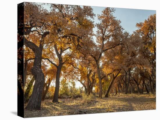 Cottonwood trees in fall foliage, Rio Grande Nature Park, Albuquerque, New Mexico-Maresa Pryor-Stretched Canvas