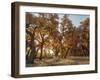 Cottonwood trees in fall foliage, Rio Grande Nature Park, Albuquerque, New Mexico-Maresa Pryor-Framed Photographic Print