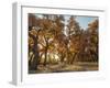 Cottonwood trees in fall foliage, Rio Grande Nature Park, Albuquerque, New Mexico-Maresa Pryor-Framed Photographic Print