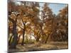 Cottonwood trees in fall foliage, Rio Grande Nature Park, Albuquerque, New Mexico-Maresa Pryor-Mounted Photographic Print