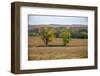 Cottonwood trees in the Flint Hills of Kansas.-Michael Scheufler-Framed Photographic Print