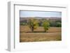 Cottonwood trees in the Flint Hills of Kansas.-Michael Scheufler-Framed Photographic Print